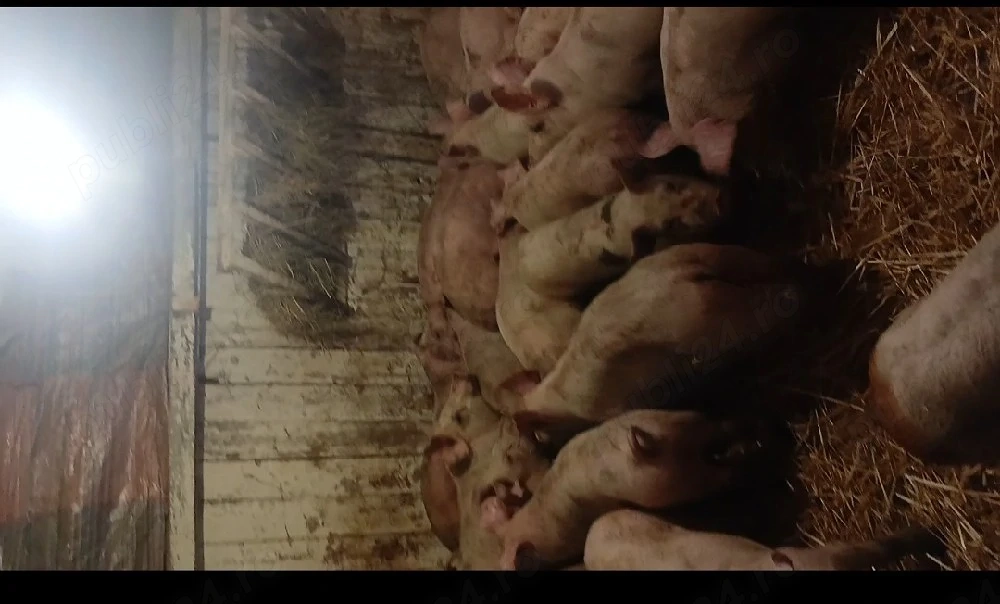 vând grasuni rasă de carne