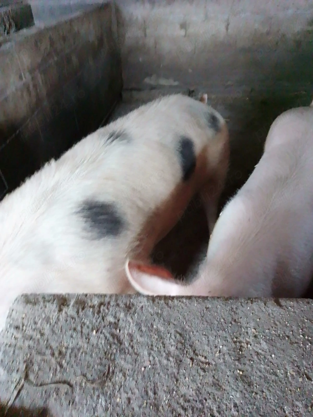 Porci de carne Pietran