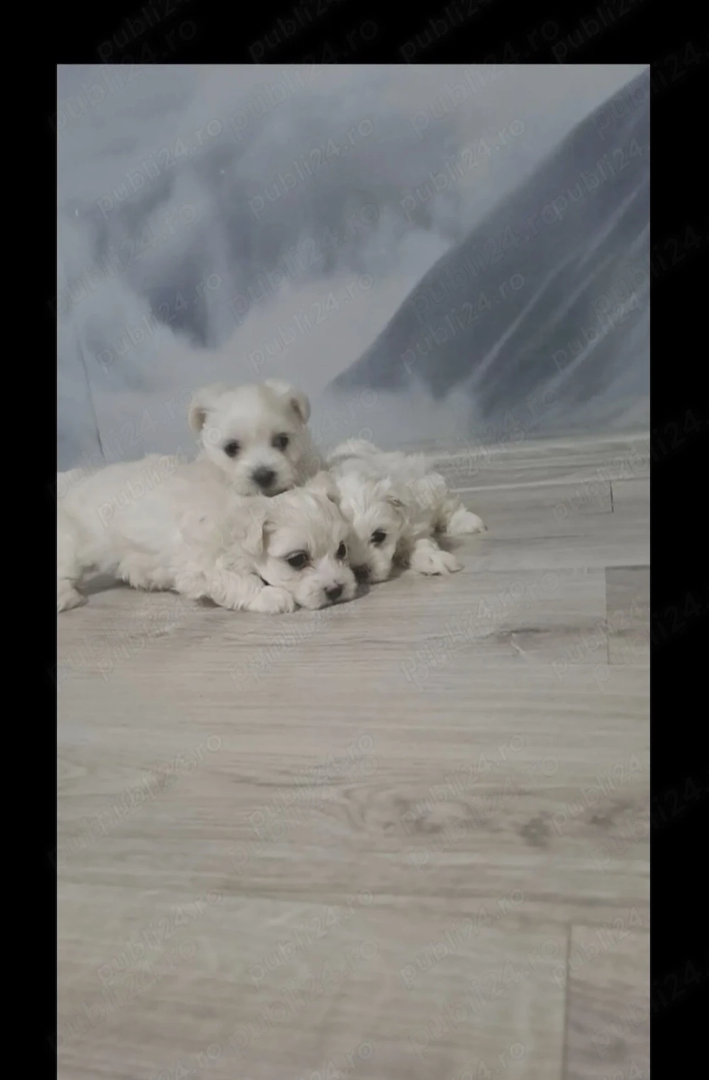 Bichon maltez miny frumosibsi draguti