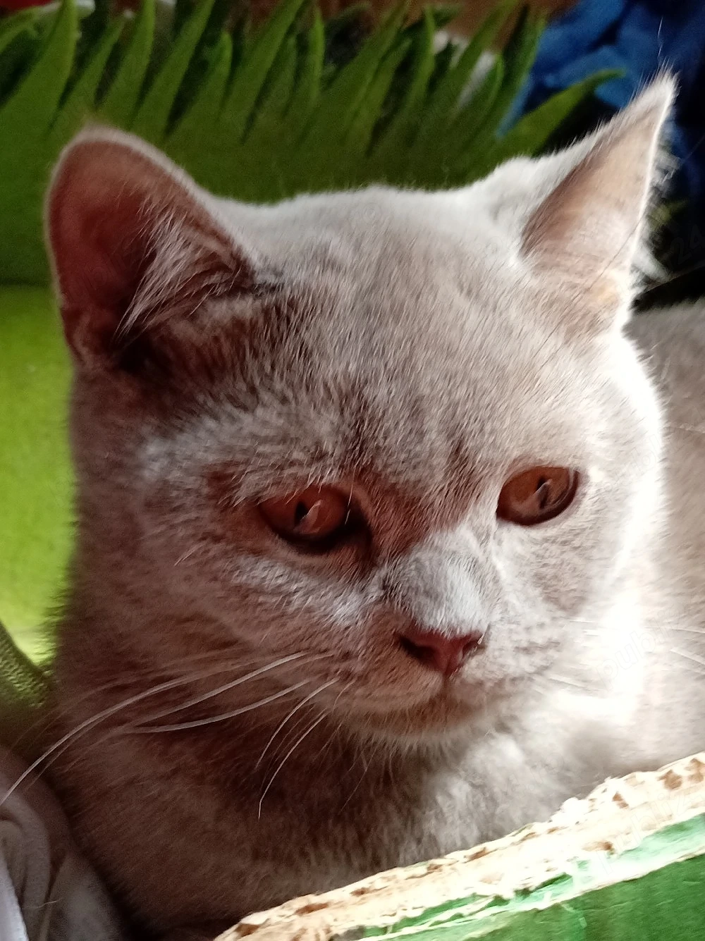 Pisicuță British shorthair Lilac