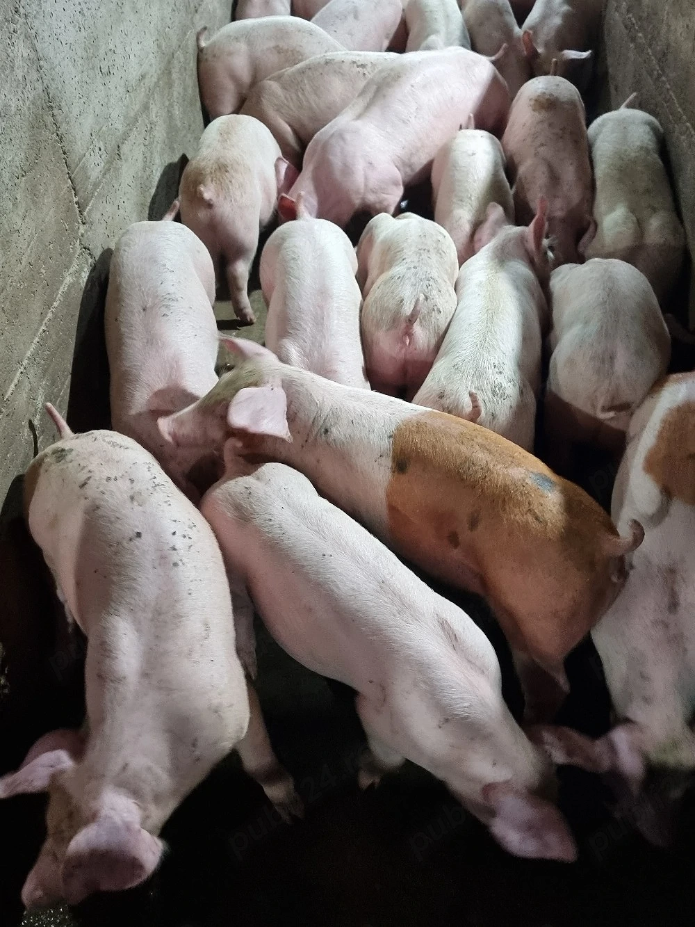 soldani de carne duroc danez