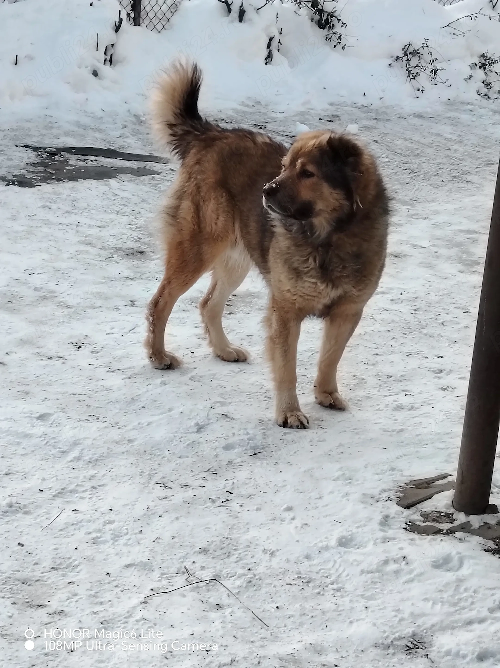 De vanzare cainii de paza un mascul de doi Ani sí un mascul de 4 Ani accept sí unele schimburi cu al