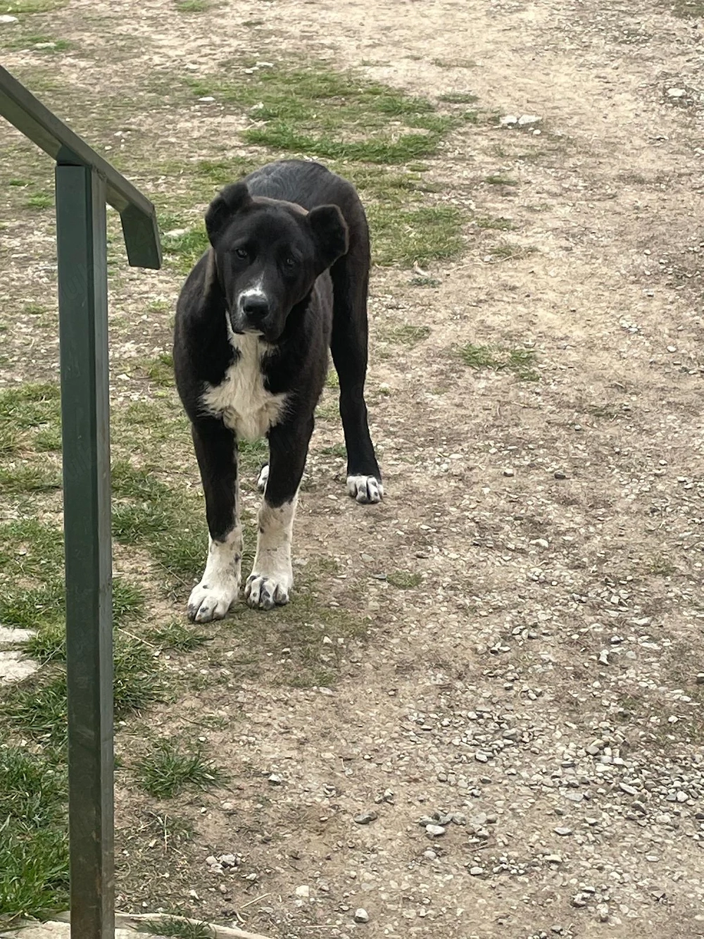 Vând femela Ciobănesc de Bucovina 
