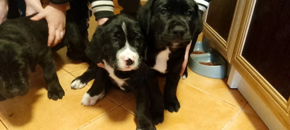 catelusi la oferta frumusei