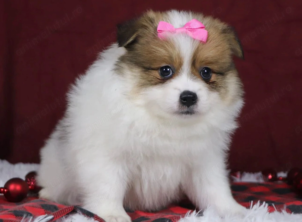 Bichon havanez 300 lei