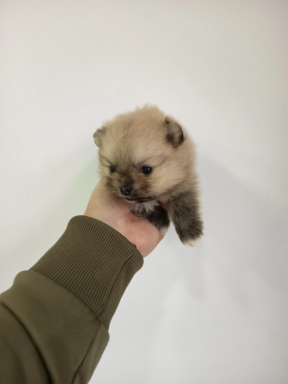 pomeranian femela disponibila 