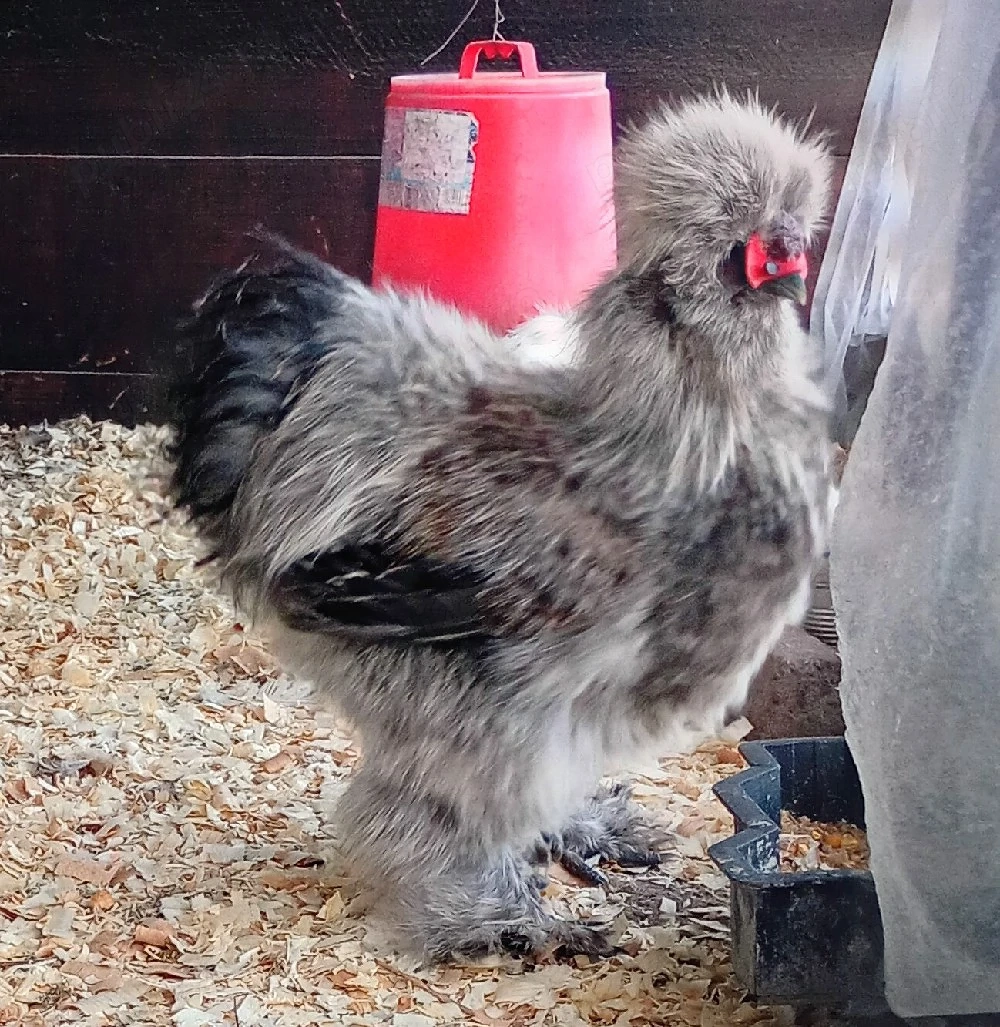Silkie, mătase japoneza pui, găini și cocoși!