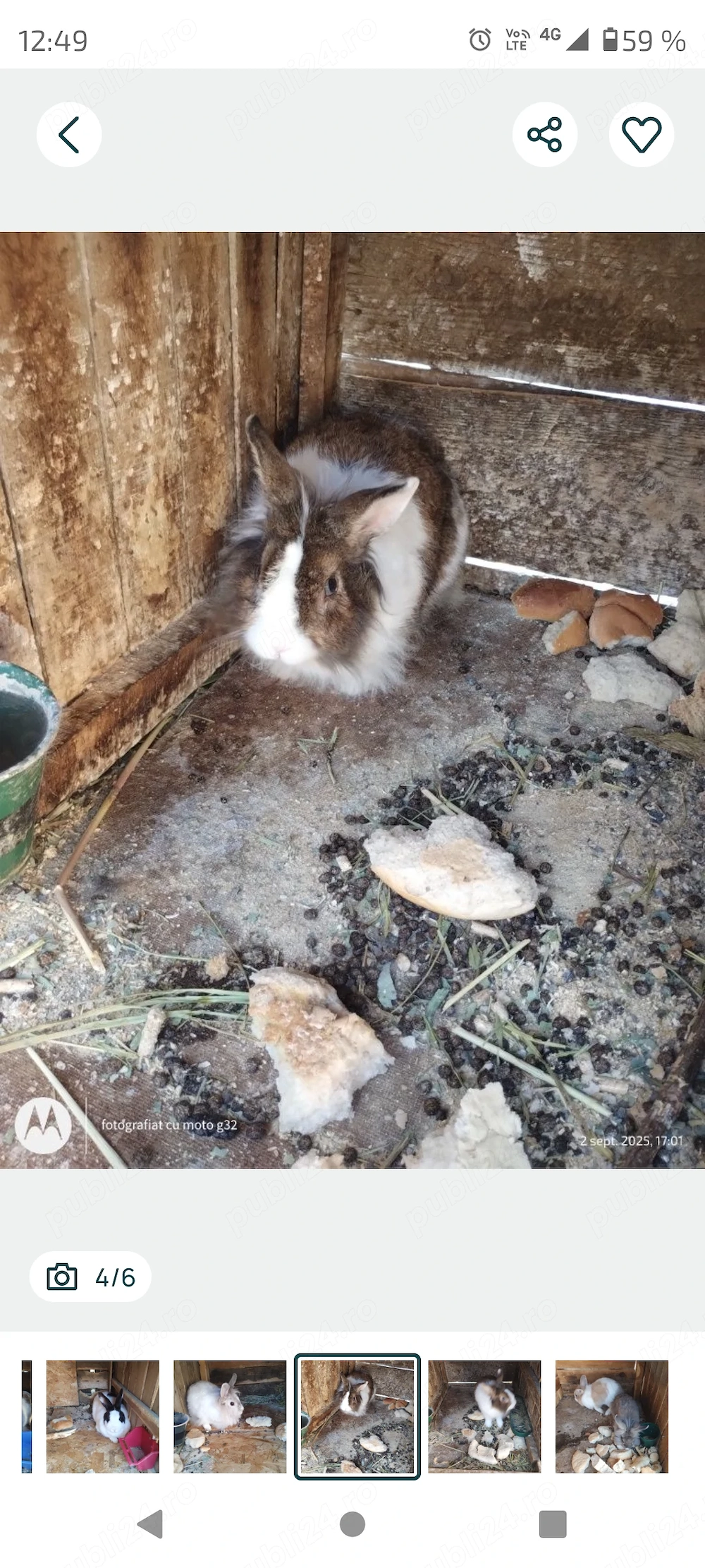 Iepuri maturi cap de leu