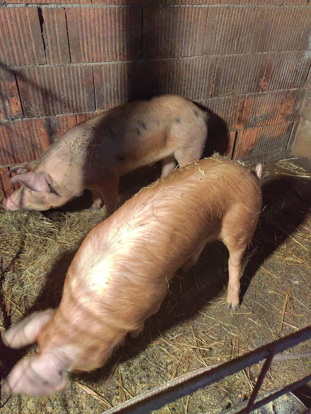 Porci(șoldani) de vânzare