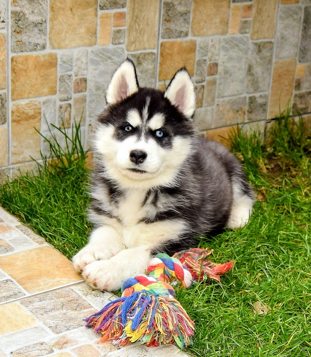 Pui Husky Siberian, părinți campioni! 