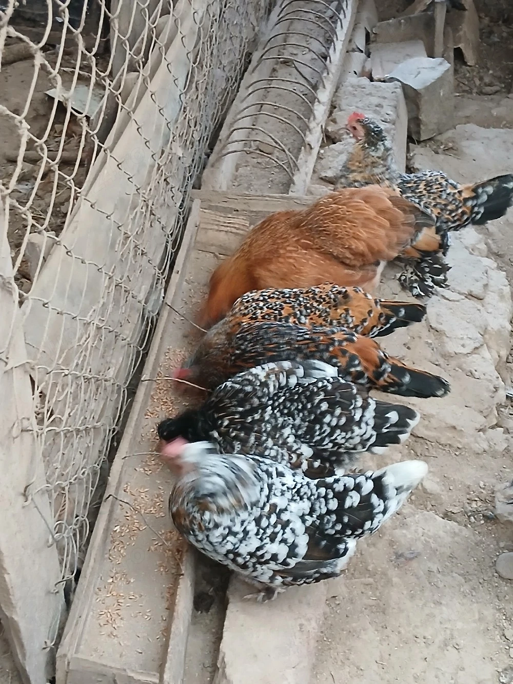 oua gaini rasă 