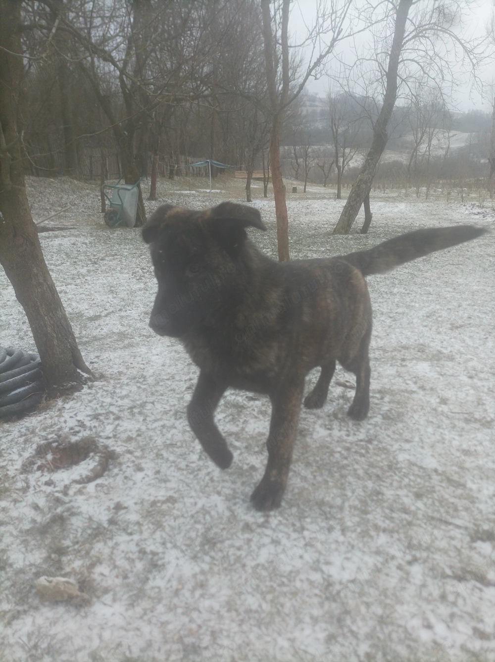 Caine ciobanesc german