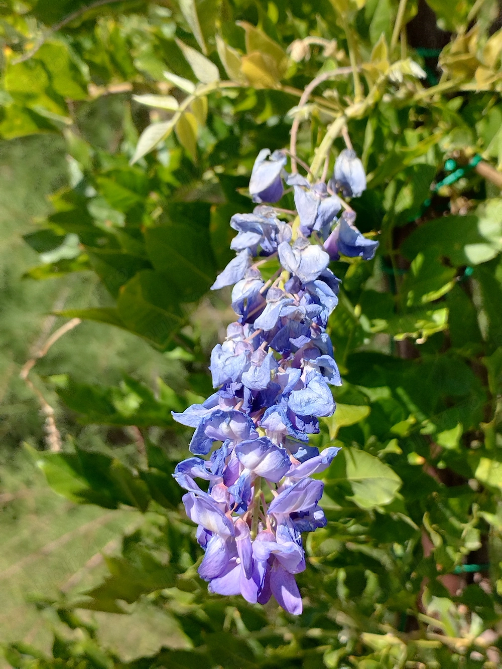Teren cu pădure