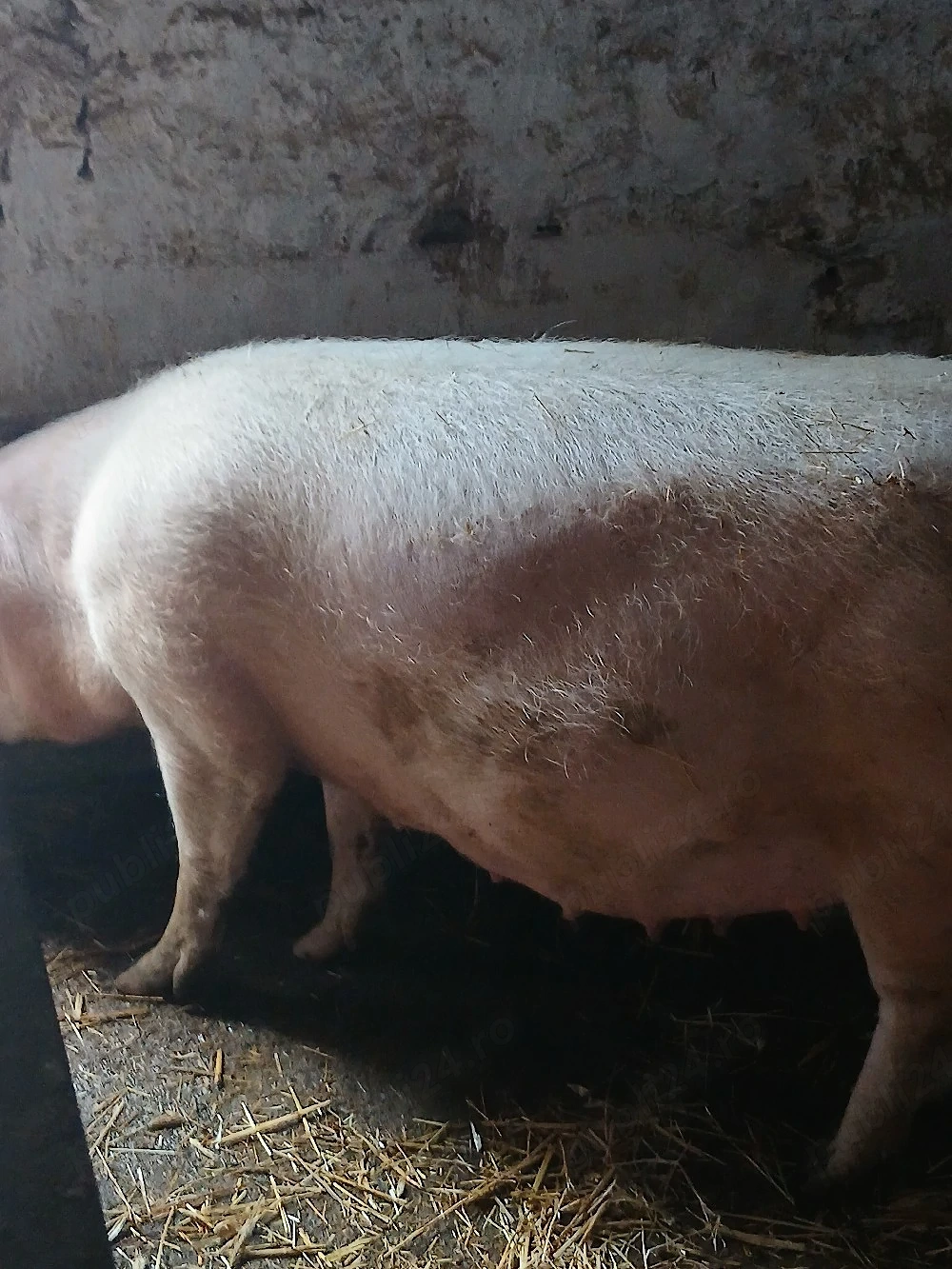 vand scroafa  landras gestanta