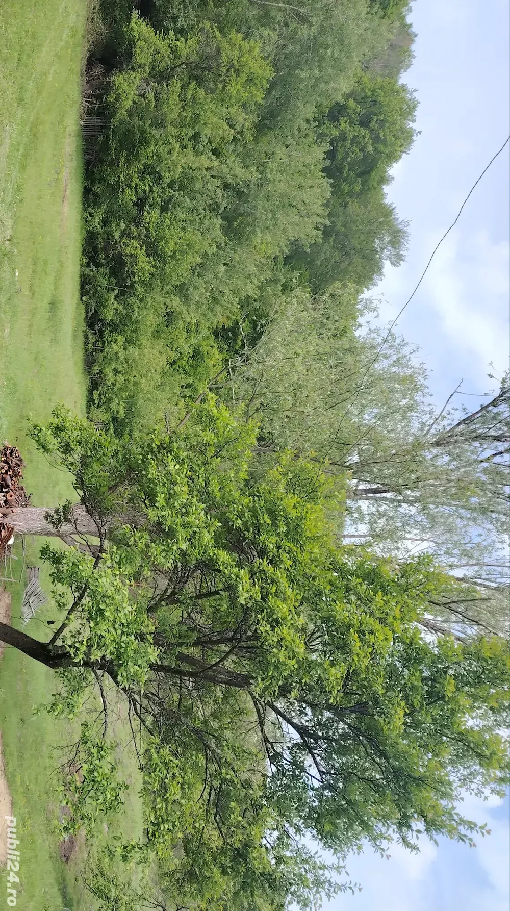 Vând pădure foioase fag, stejar, Mânzălești, Buzău 