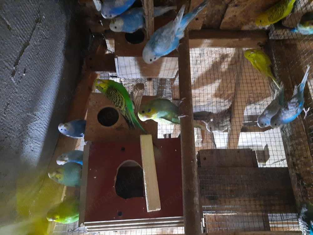 Perusi tineri disponibili 