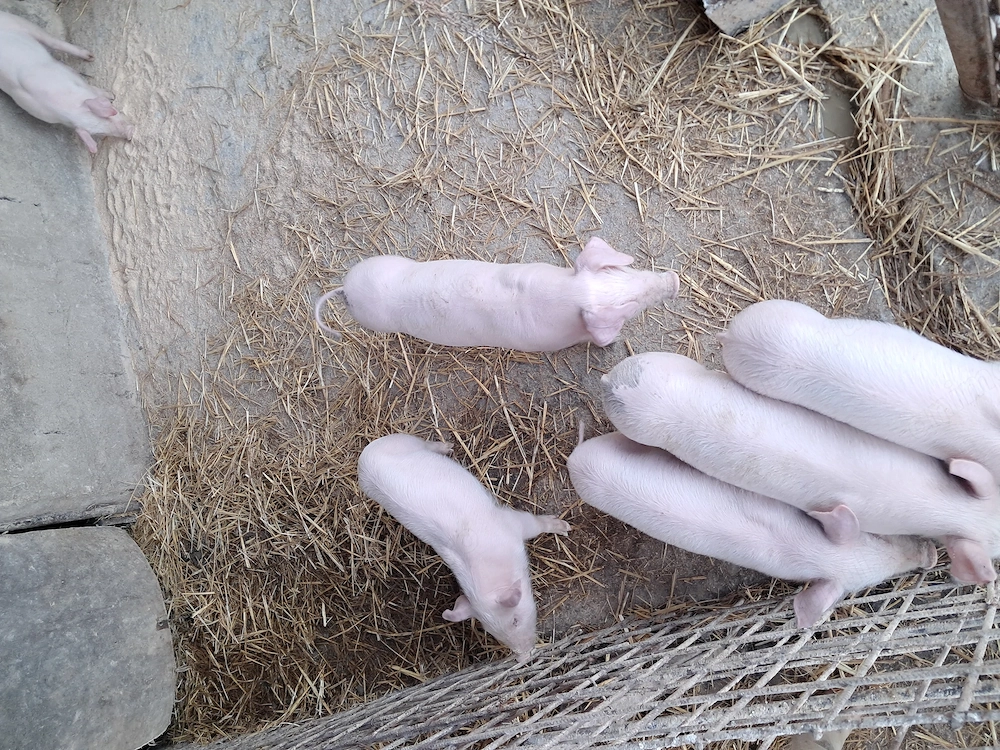 Purcei landrace de vinzare