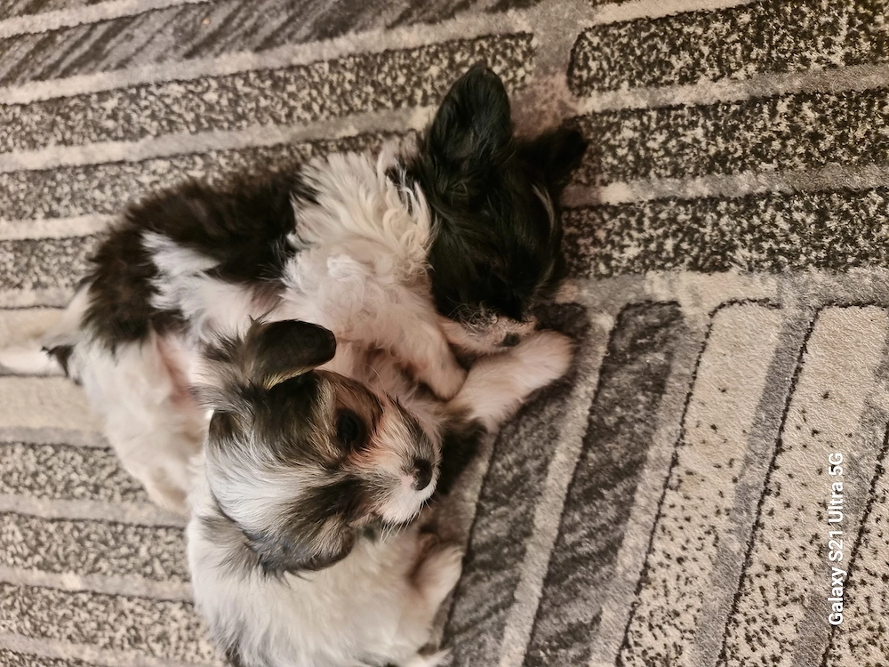 Donez 2 cateluse bichon maltez cu teryal