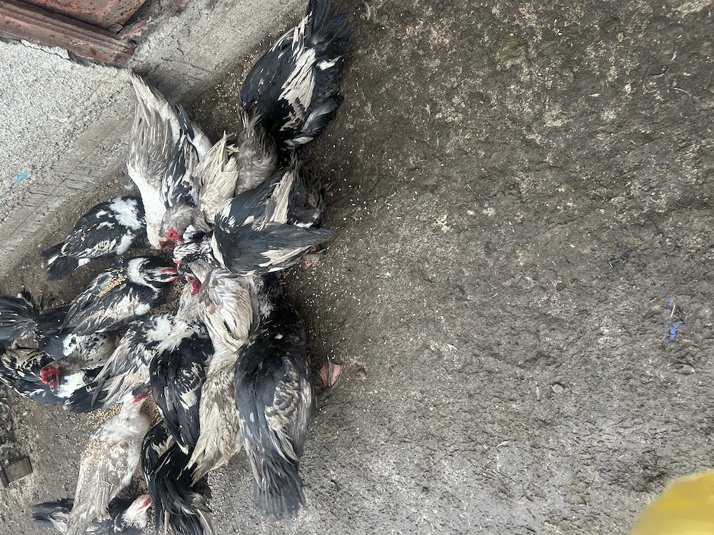 Vând rățoi și rațe leșești