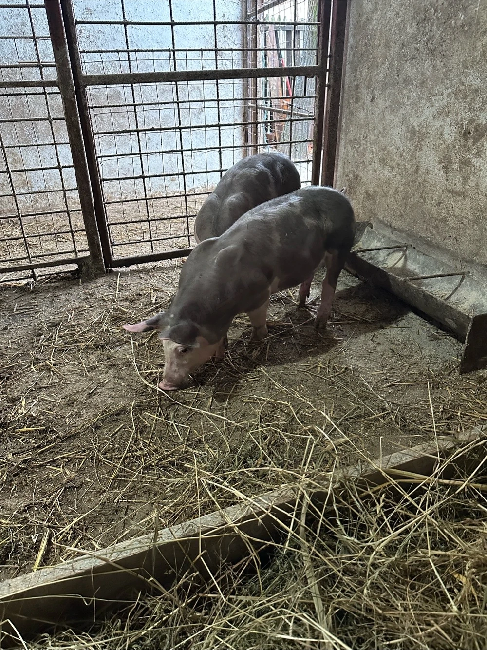 vand purcei pietrani belgieni parinti se vad in poze 
