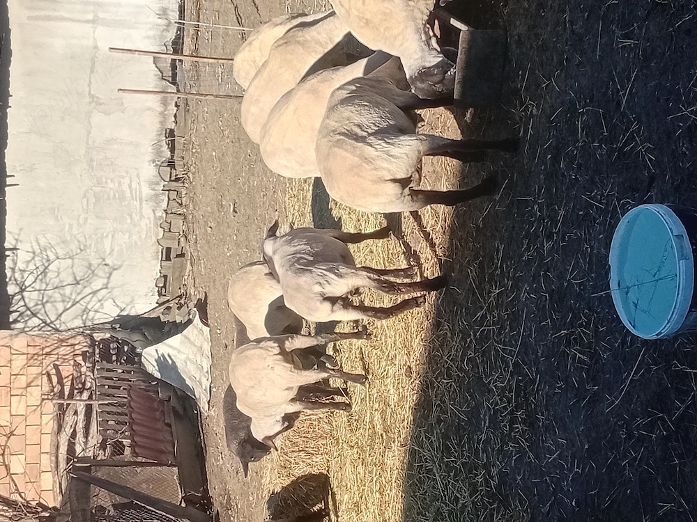 De vânzare 7 miori și 4 carlani