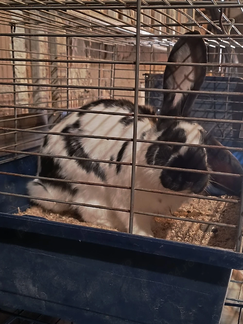 iepuri mascul femela