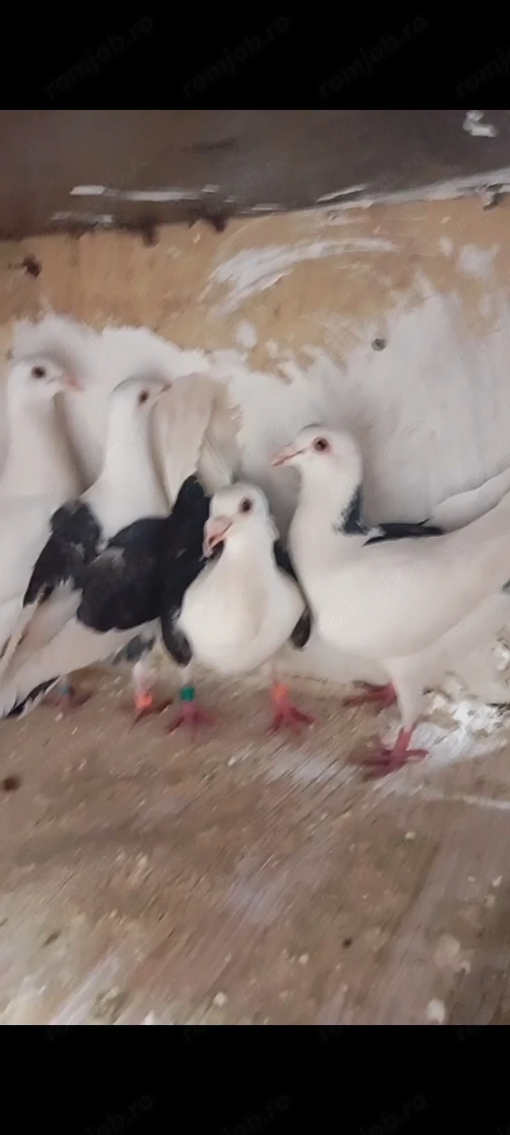 Dau porumbei la schimb pe alte animale 