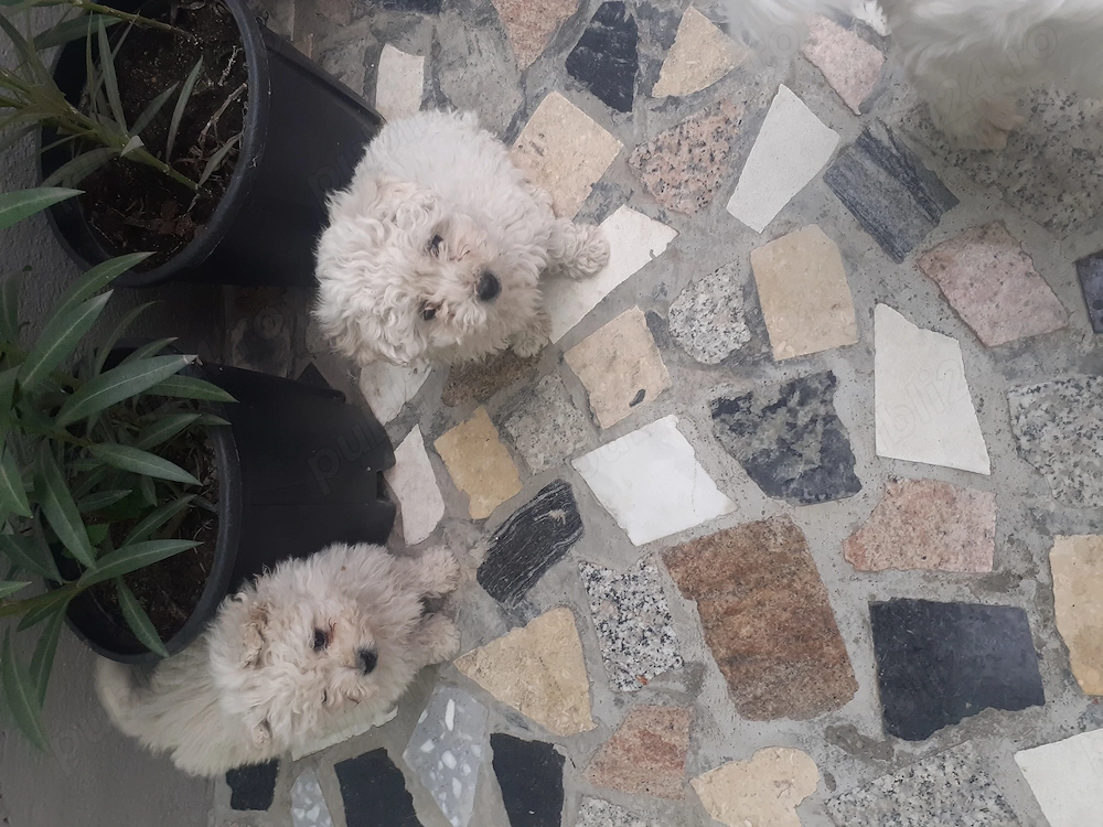 bichon malteze mini toy