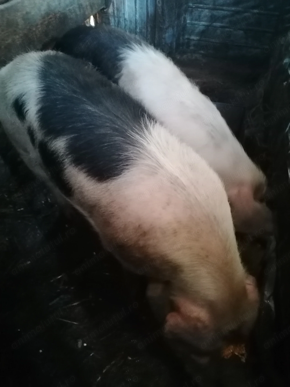 De vânzare cinci porci 