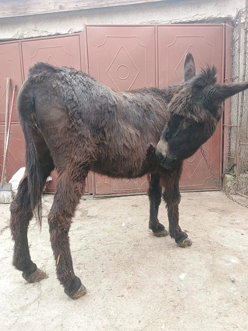 Magarita de vanzare!