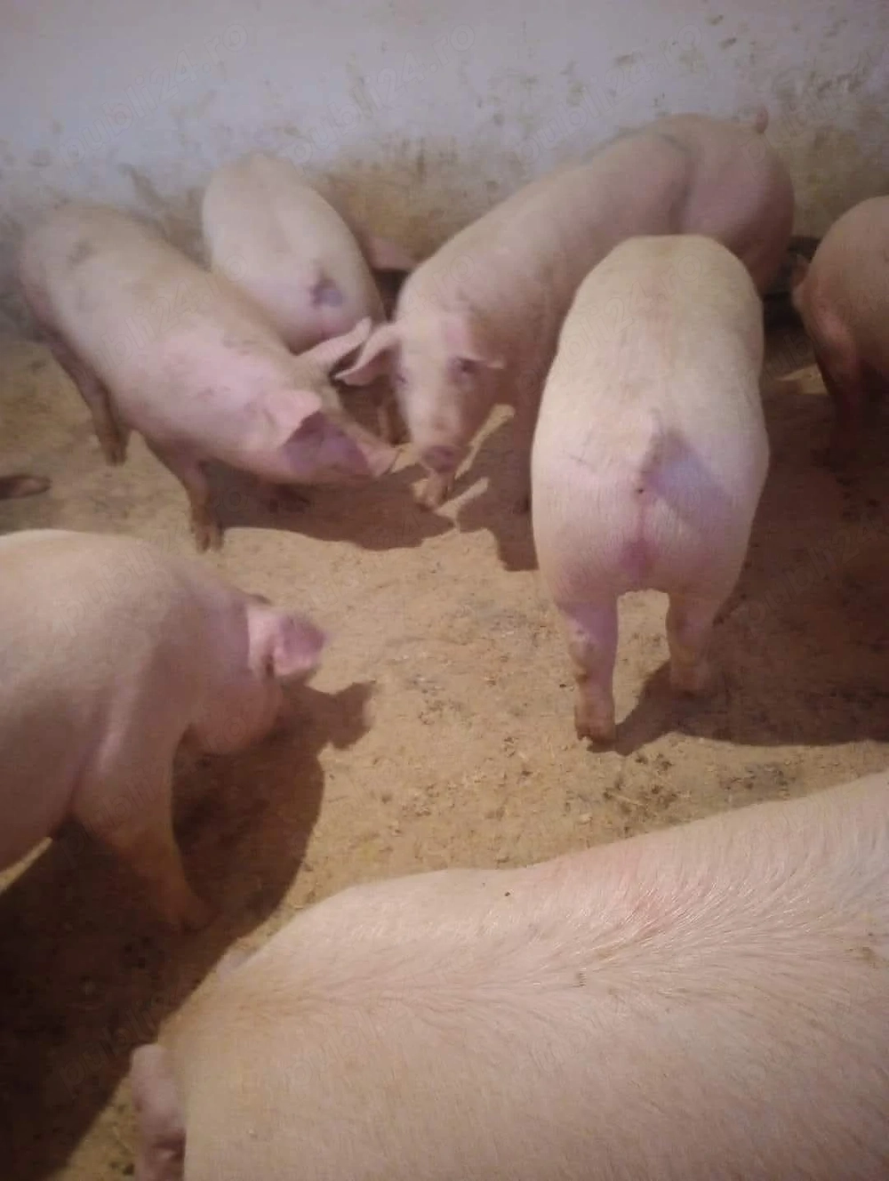 crescator vand porci mari si mici 