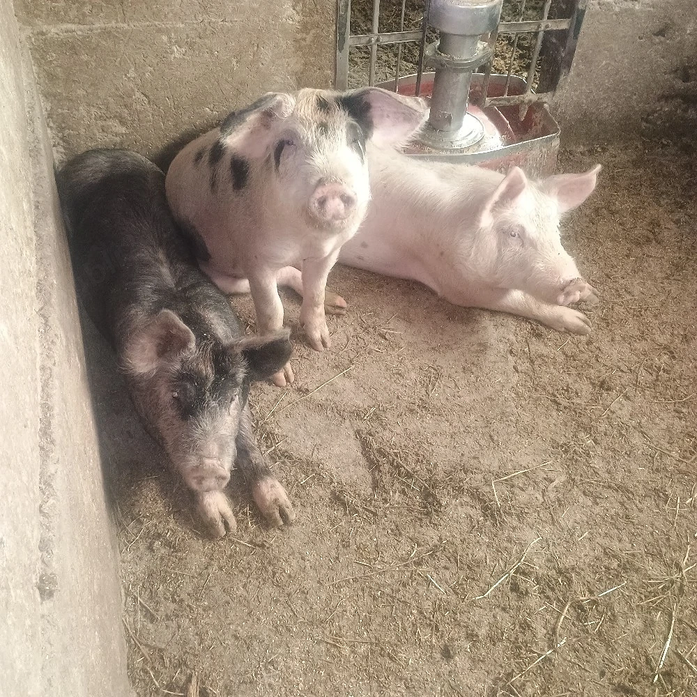 vand purcei  și șoldani 