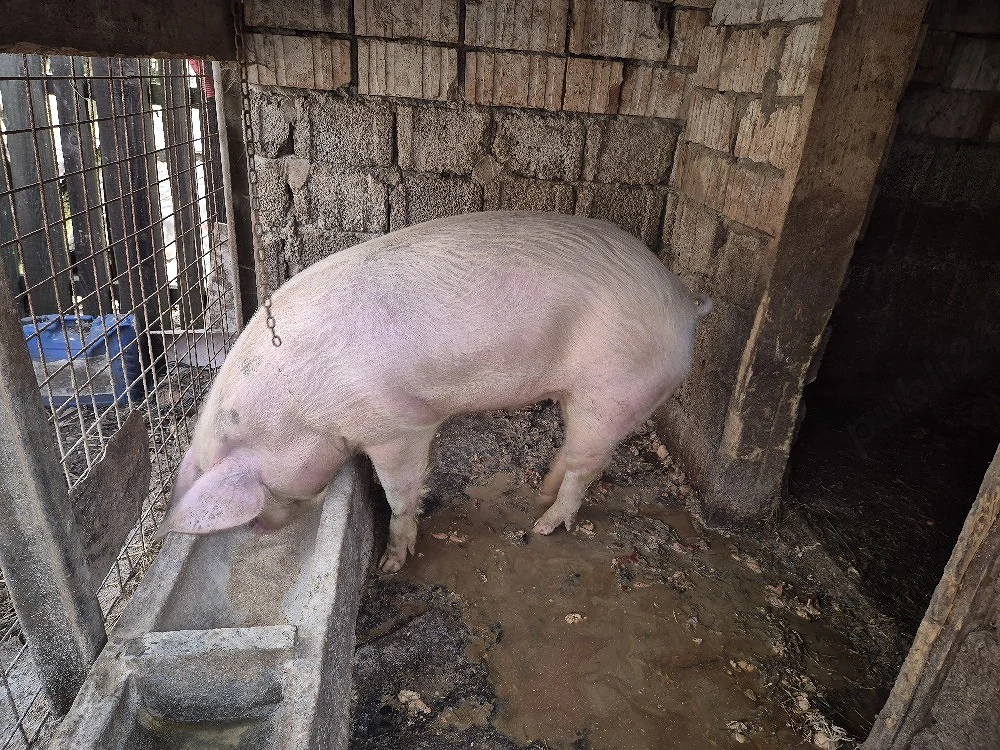  vier rasa mixta, 140kg