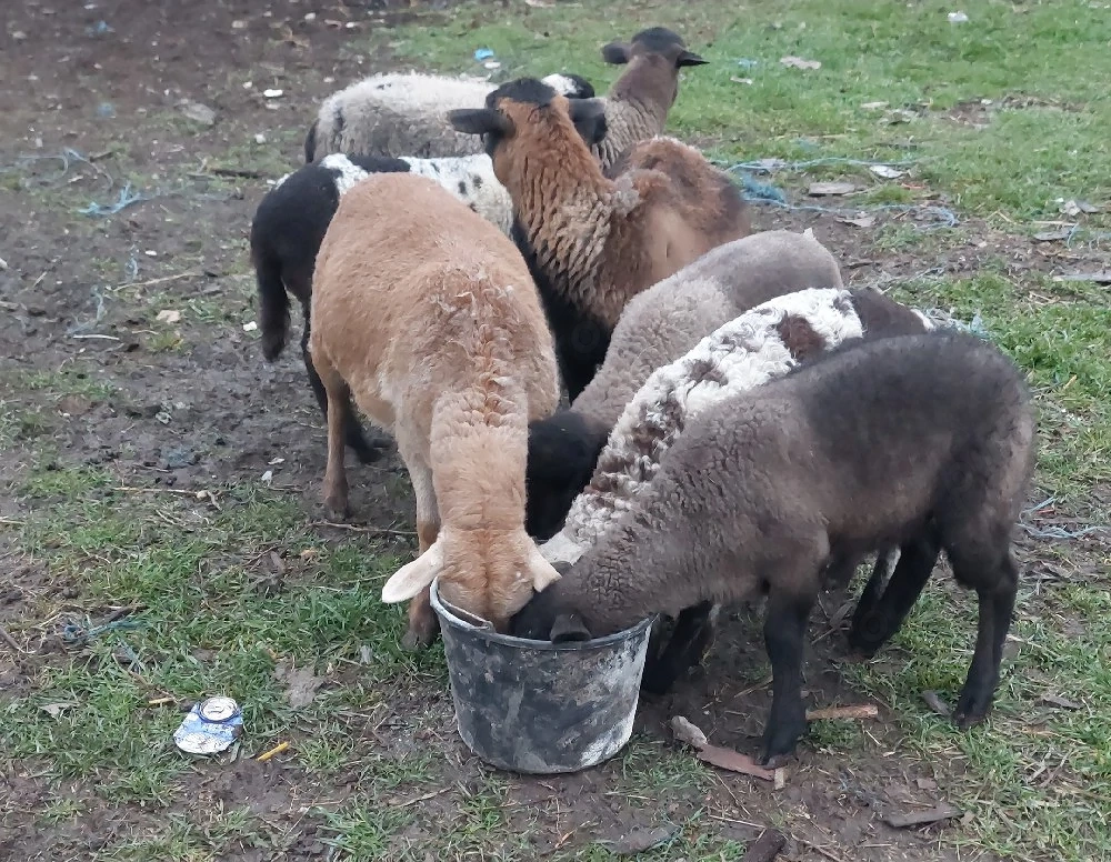 oi de camerun cu miei 