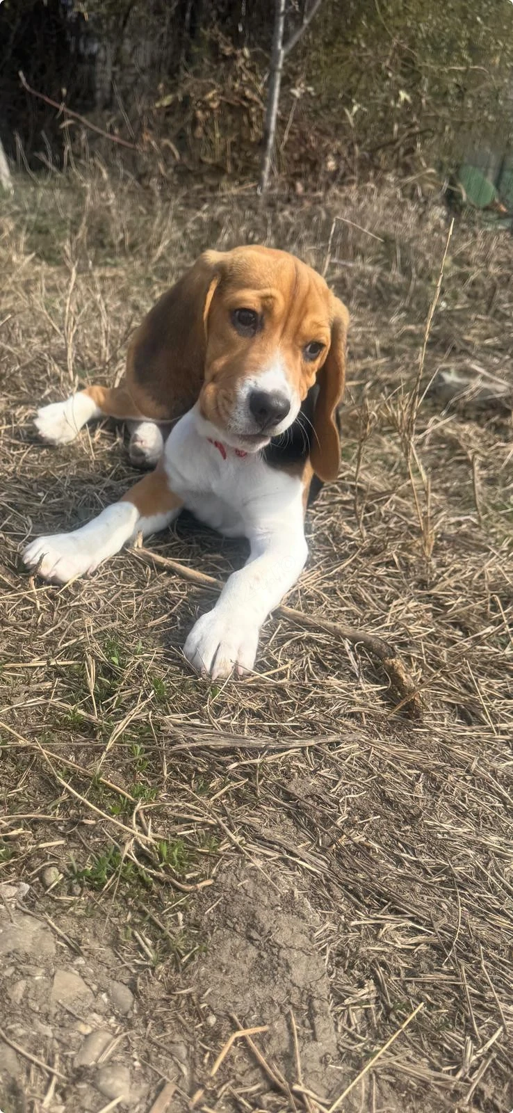 vând catel beagle