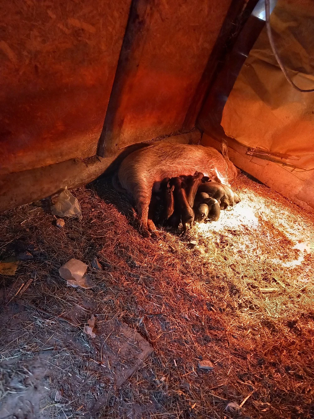 vand scroafa cu 9 purcei