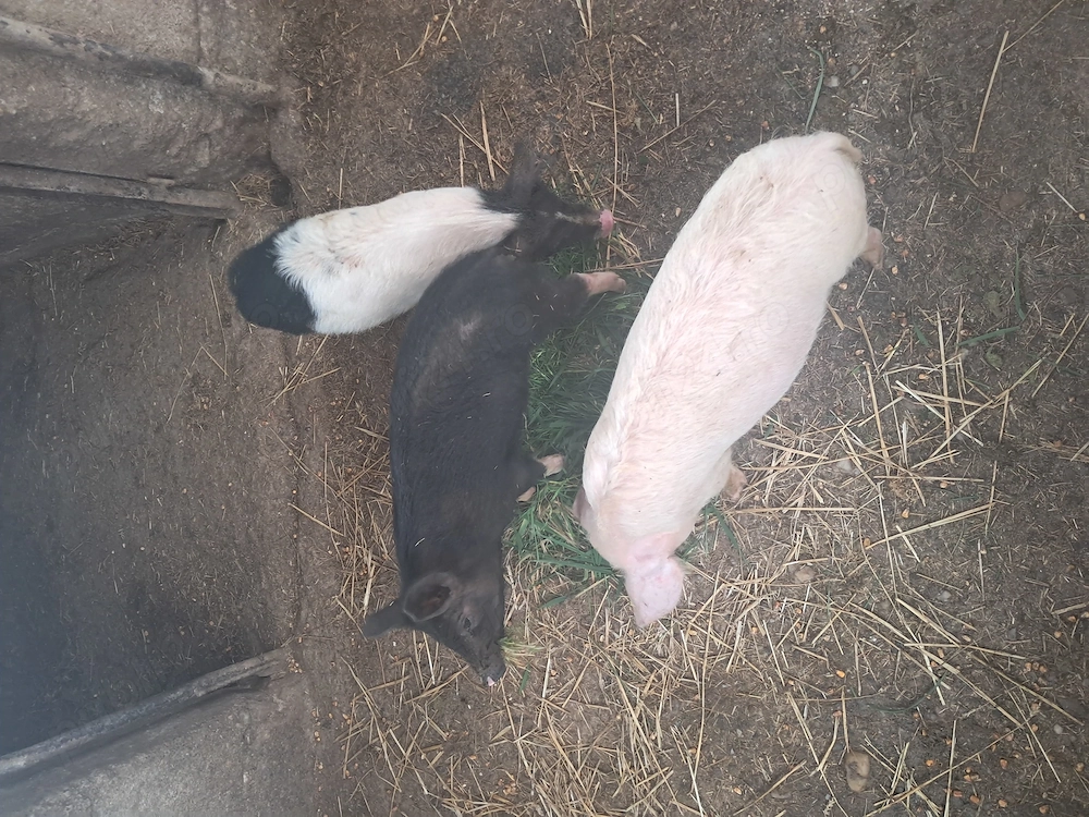 Vand purcei in beltiug 