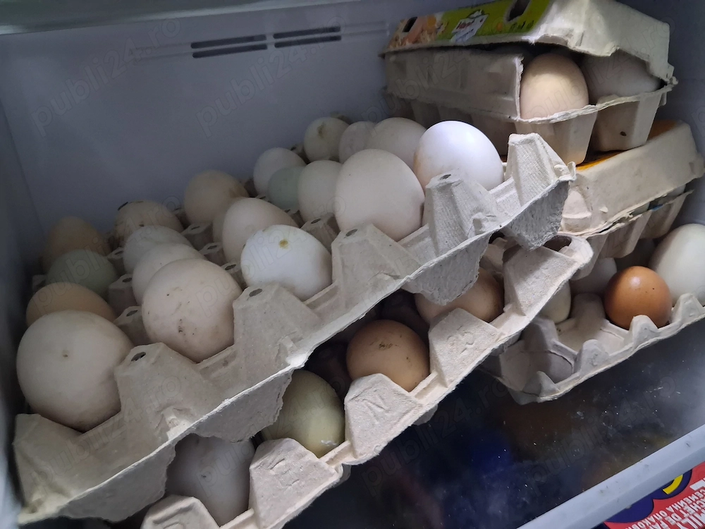 ouă de rață și găină de consum 