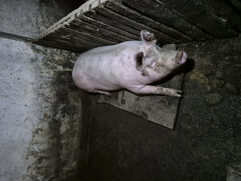 Porc de vanzare
