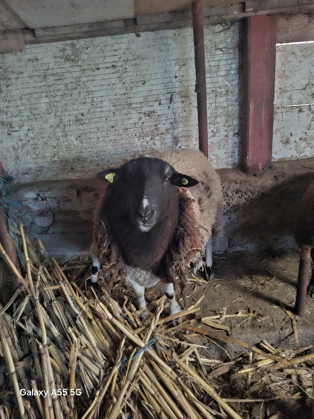 Vând  berbec  suffolk 