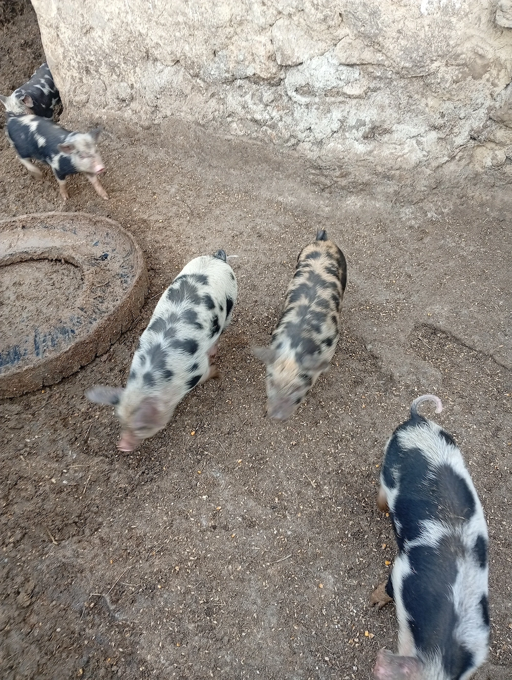 Purcei de rasa petrean crescuți fara combinate