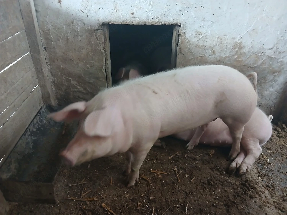 Porc de vanzare 130 kg