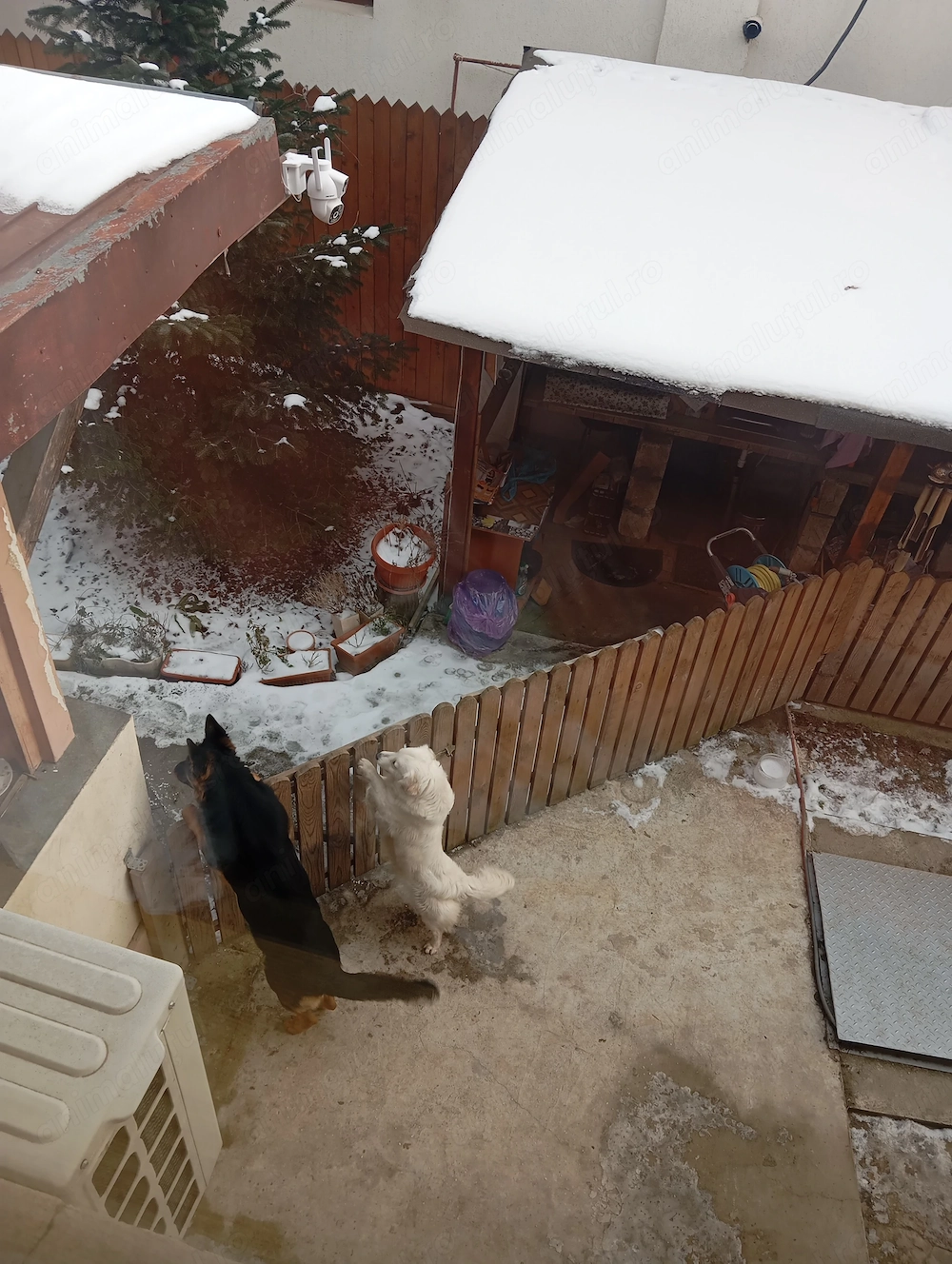 Donez câine metis femela