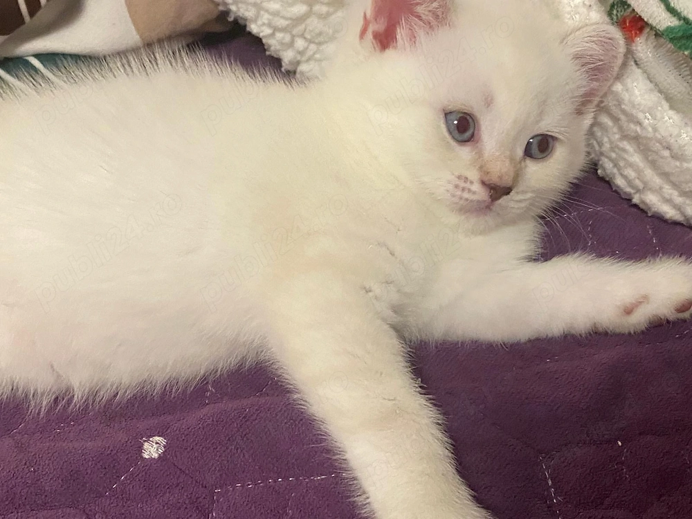 British shorthair color point