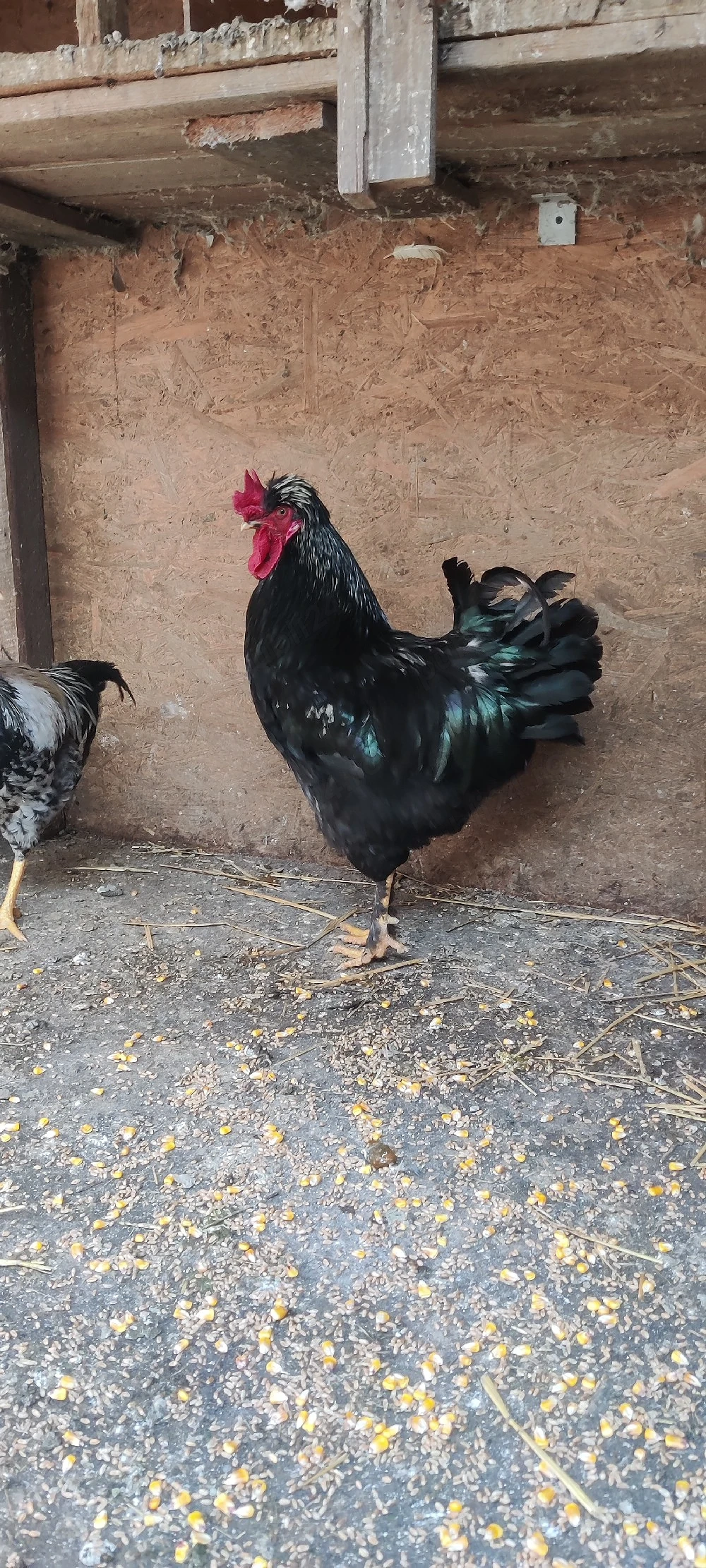 cocosi motat araucana