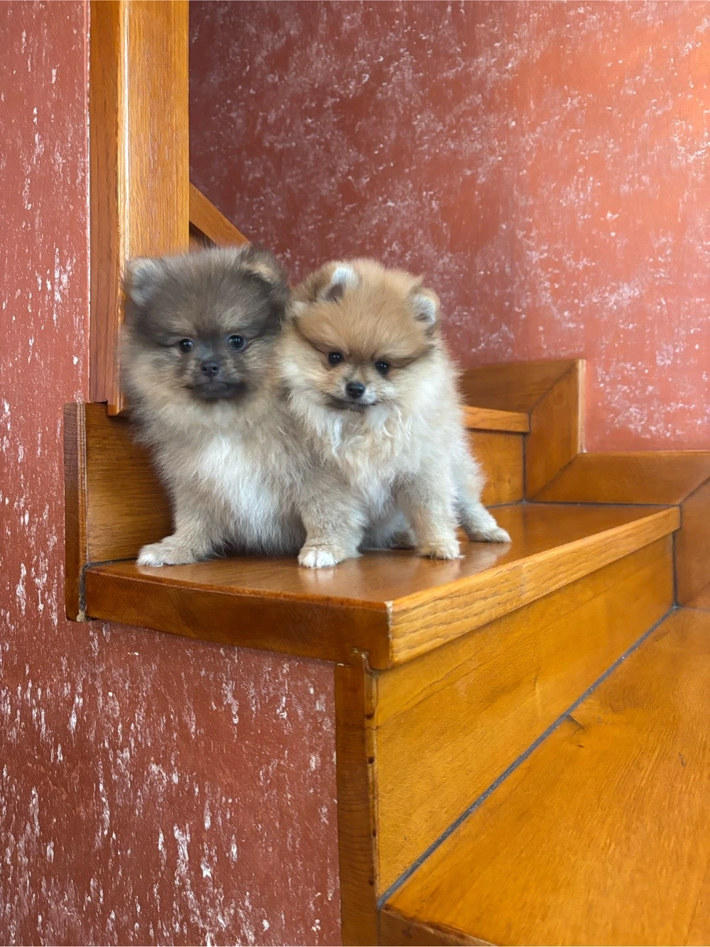 Pui pomeranian 