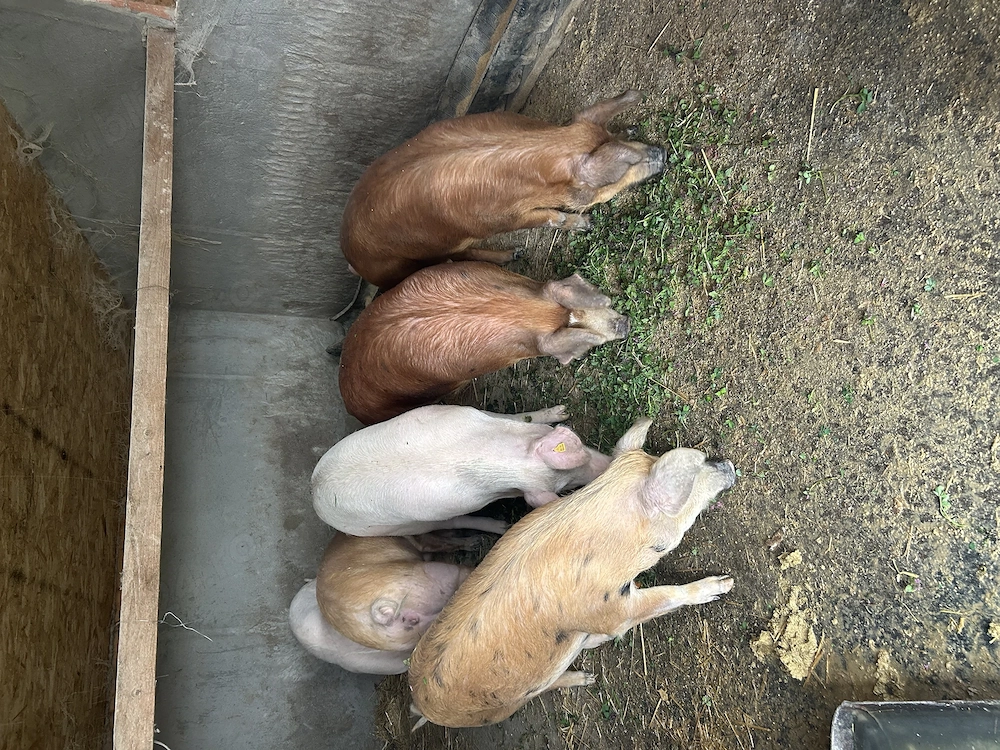 Porci de vânzare 