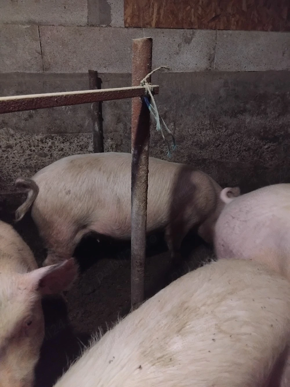 vand grasune gistante 