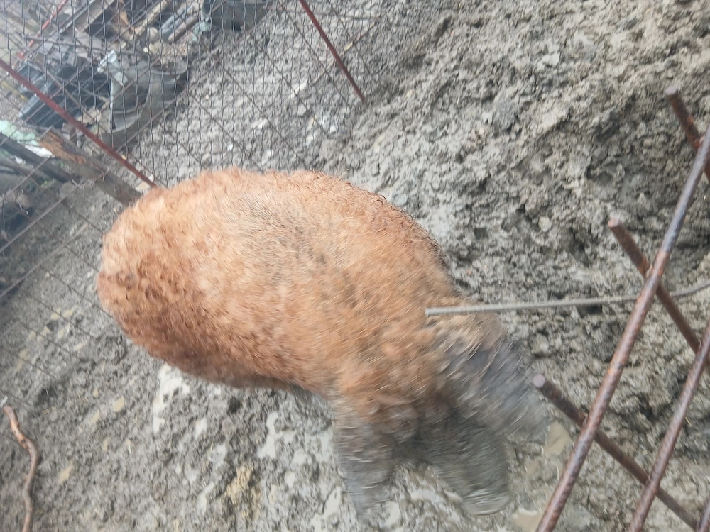 Porci mangaliţa (25 lei per kg)