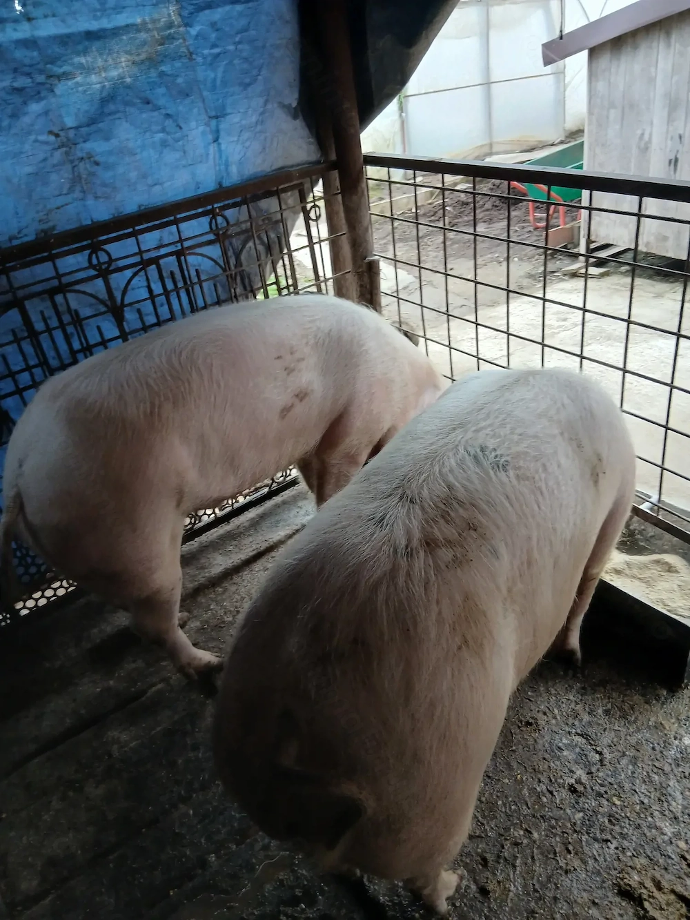 Porci de carne cu greutate 150si250kg